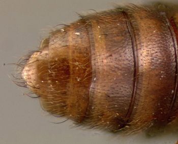Media type: image;   Entomology 27481 Aspect: abdomen dorsal view